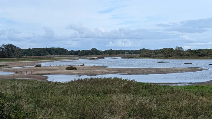 Blick vom Goldhöftberg über das flache Wasser der Geltinger Birk, auf den Sandbänken rasten Vögel, dazwischen liegen abgestorbene Bäume, dahinter ein Waldrand, im Vordergrund hohes Gras und Büsche