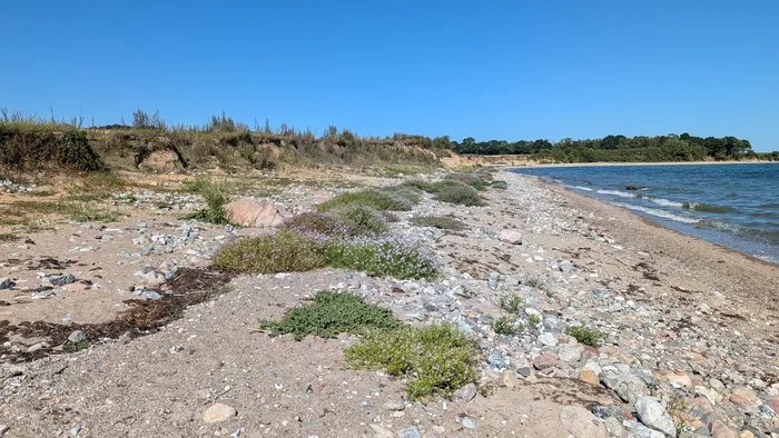 Steiniger Naturstrand bei Hökholz mit lila blühenden Pflanzen zwischen den Steinen, links eine niedrige Abbruchkante mit Gras, rechts das Wasser der Eckernförder Bucht