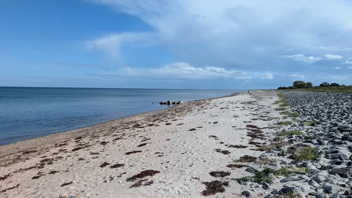 Heller Sandstrand bei Maasholm-Bad unter blauem Himmel, im Sand rotbraune Tangflecken, rechts eine breite Steinschüttung mit Gras darin, links das ruhige Wasser der Ostsee