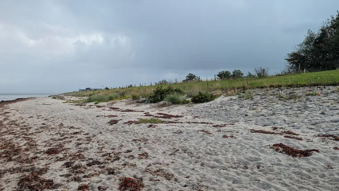 Breiter heller Sandstrand bei Nieby an einem bedeckten Tag, im Sand Streifen von rotbraunem Tang, rechts eine Weide hinter Zaunpfählen und Büschen, in der Ferne ein Gebäude mit Flagge, links die Ostsee