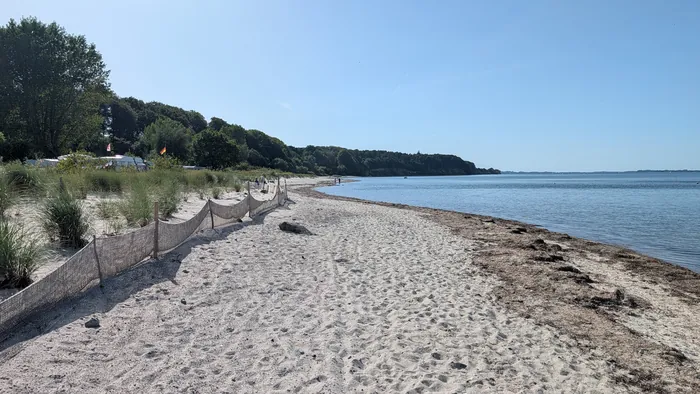 Strand bei Noer, links ein Dünenzaun im Strandhafer, rechts ein schmaler Spülsaum aus Tang am ruhigen Wasser, dahinter zieht sich das bewaldete Steilufer in die Eckernförder Bucht