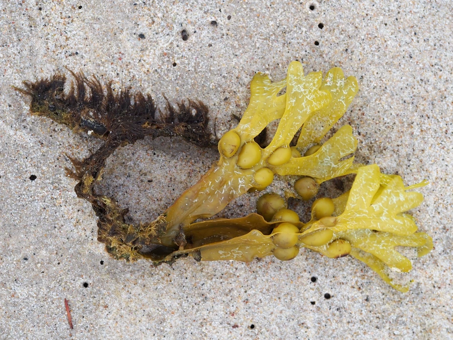 Ein gelbgrünes Stück Blasentang liegt auf nassem Sand. In den flachen Blättern sitzen runde Luftblasen.