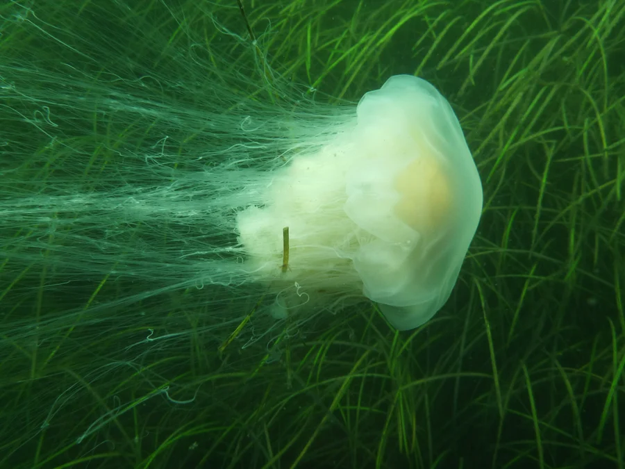 Eine Gelbe Haarqualle schwimmt über einer Seegraswiese. Unter dem gelblichen Schirm hängt ein dichtes Bündel langer, feiner Tentakel.