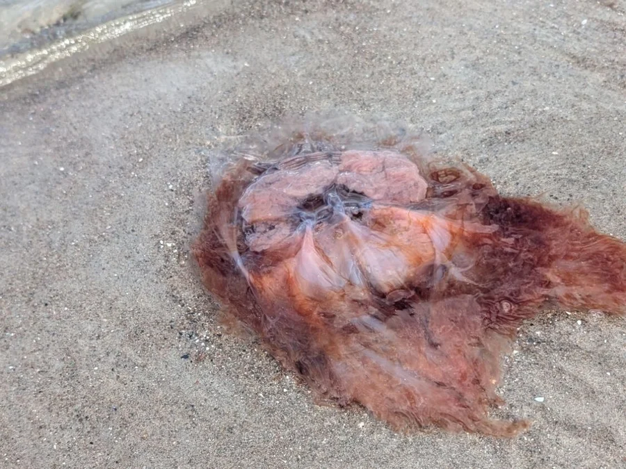Eine rotbraune Qualle liegt im flachen Wasser auf dem Sand. In der Mitte helles, gelapptes Gewebe, am Rand dunkelrote, faserige Masse.