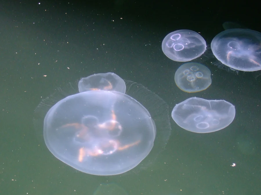 Mehrere Ohrenquallen von oben im grünen Wasser. In der Mitte der durchsichtigen Schirme sind vier Ringe zu sehen.