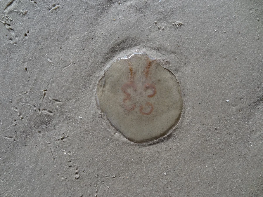 Eine Ohrenqualle liegt flach auf nassem Sand. Die vier rötlichen Ringe in der Mitte sind gut zu erkennen.