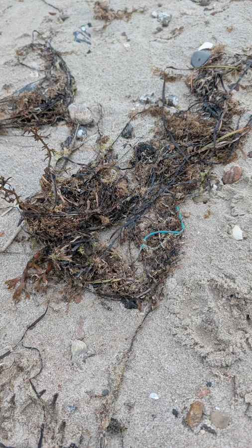 Ein Knäuel aus dunklem Seegras auf Sand. Darin steckt ein Stück türkisfarbene Schnur.