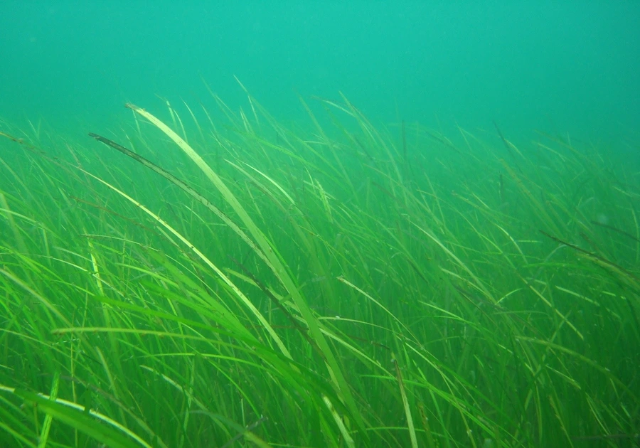 Unter Wasser: eine dichte Wiese aus langen, schmalen, grünen Seegrasblättern, die sich in der Strömung neigen.