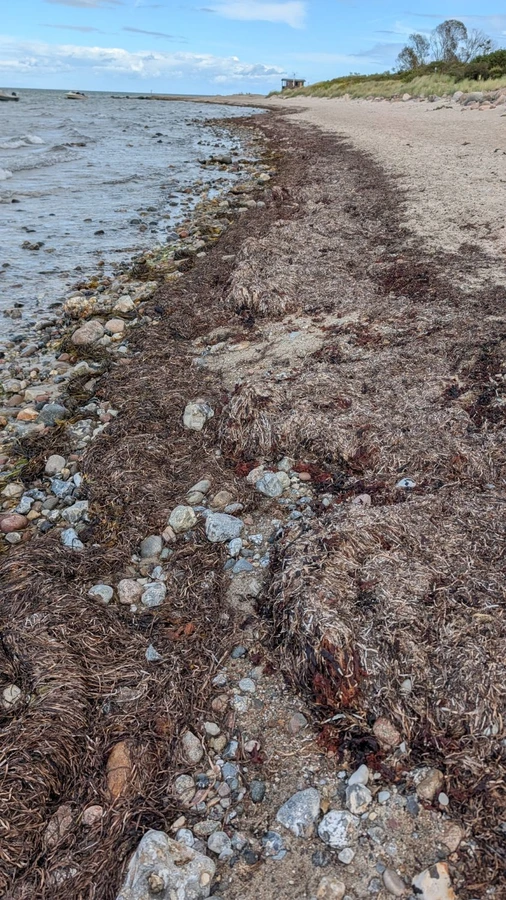 Ein Wall aus Seegras und Tang liegt auf einem Geröllstrand, dahinter Wasser und ein kleines Wachhäuschen.