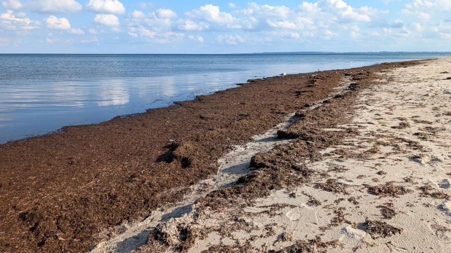 Ein breiter rotbrauner Streifen aus Seegras und Tang liegt zwischen blauem Wasser und hellem Sand. Auf dem Streifen sitzen Möwen.